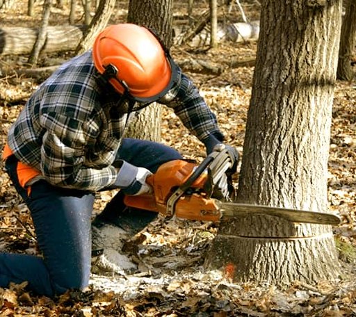 Tree Removal in Desdemona, TX